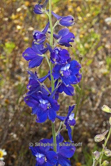 delphinium variegatum ssp variegatum 1 graphic